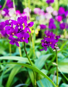 Colorful Field of wild violet flowers in garden