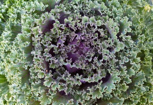 Fresh violet Cabbage (brassica oleracea) plant leaves