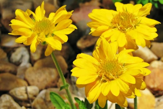 yellow flowers in a bed of rocks