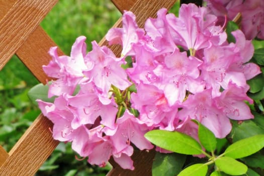 purple flowers against a fence