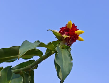 Red flower on blue sky background