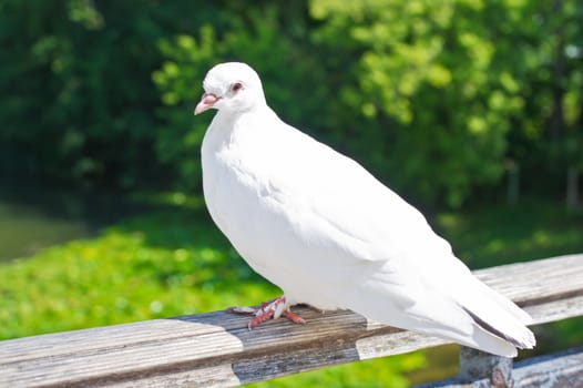 White dove in Moscow, Russia, East Europe