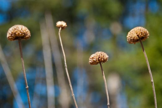 Four winter weeds stand together on a bright sunny day in the woods.