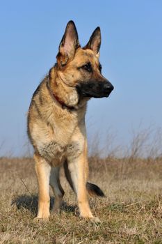 portrait of a  purebred german shepherd outdoors