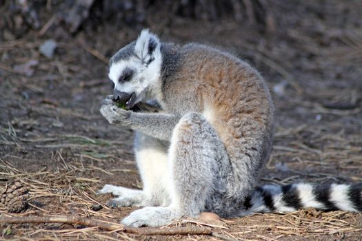 lemur