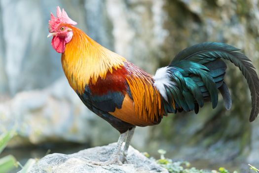adult beautiful rooster in profile