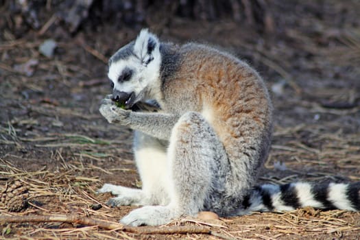 ring tailed lemur