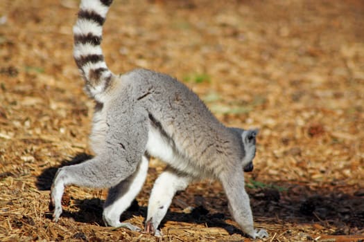 lemur