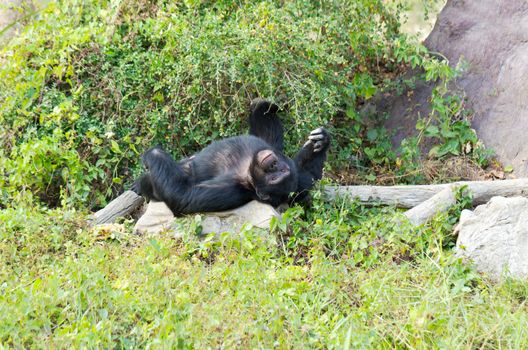 chimpanzee male lying on the grass