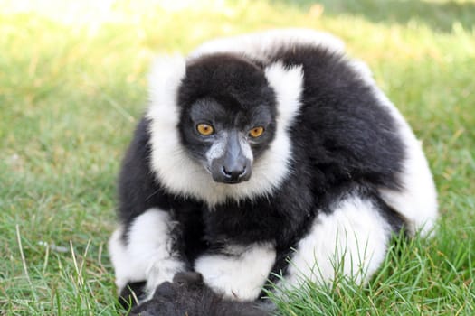 lemur