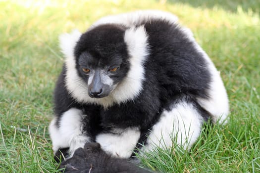 lemur