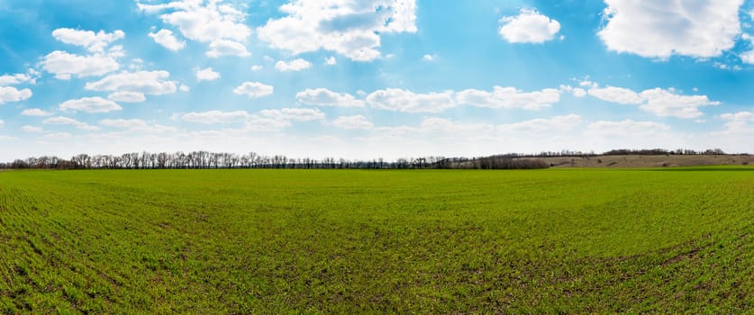 Panoramic view of spring green field and blue sky