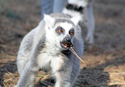 ring tailed lemur