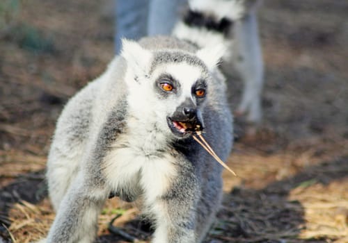 lemur