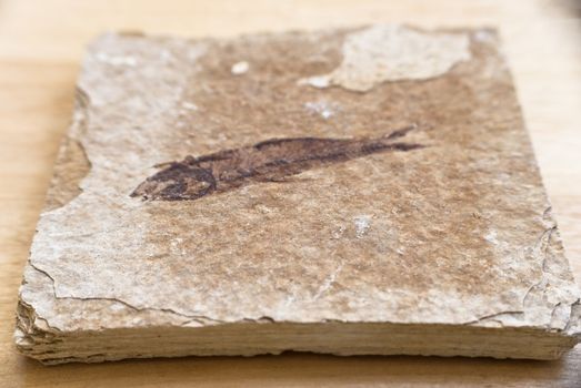 Close shot of a square piece of stone revealing a fossilised fish, placed on a wooden table.