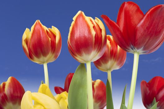 Red and yellow tulips shot from below against blue sky with light fluffy clouds.