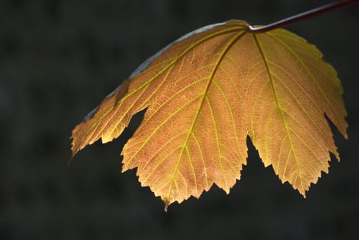 A maple leaf lit by the last rays of evening sunlight.  Flint stone wall just visible in darkness in the background.