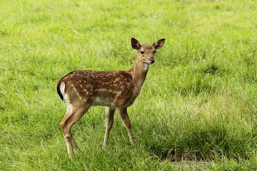 Photo of a little doe cub in a zoo