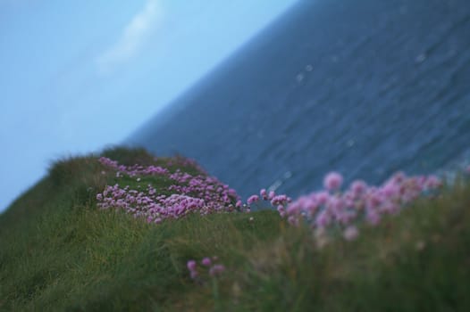 Flowers grown on a cliff in Ireland.