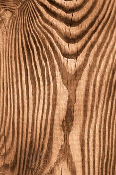 Structure macro of new wooden cutting board. Sepia