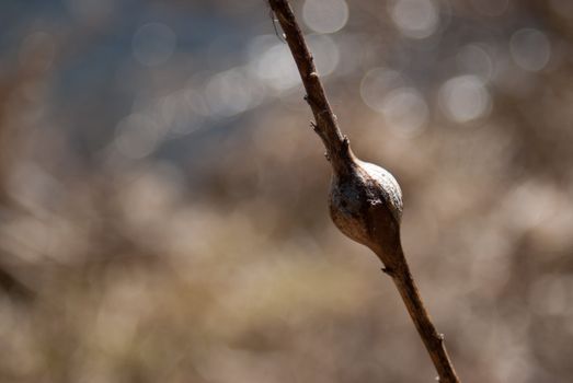 A wild plant getting ready to open in later winter