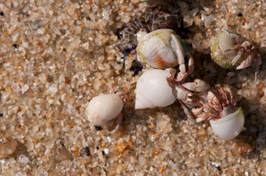 hermit crab on the beach,Surin island Thailand