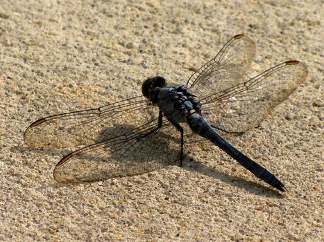 dragonfly in the summer in watercolor effect