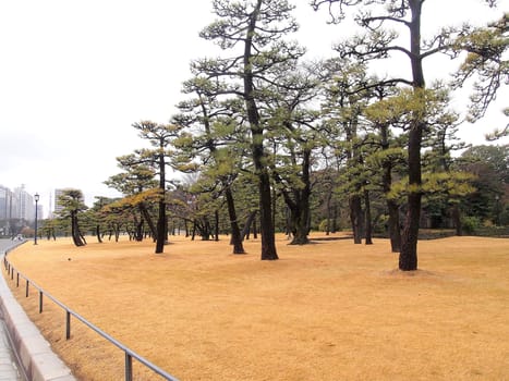 View of Tokyo skyline from the outer imperial palace gardens