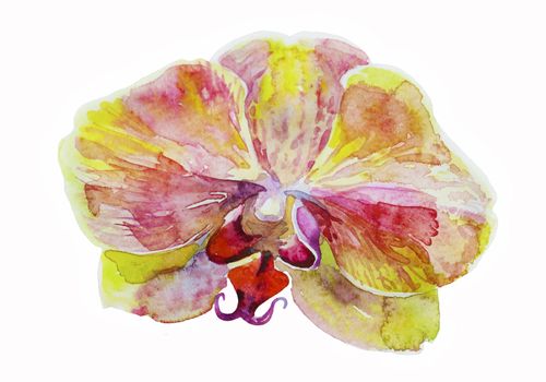 yellow orchid watercolor
