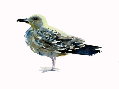 seagull watercolor
