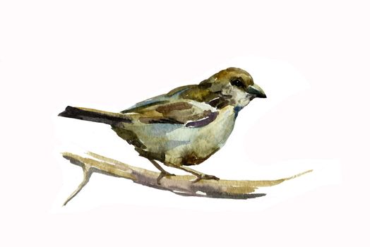 sparrow watercolor
