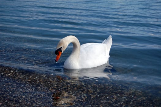 swan