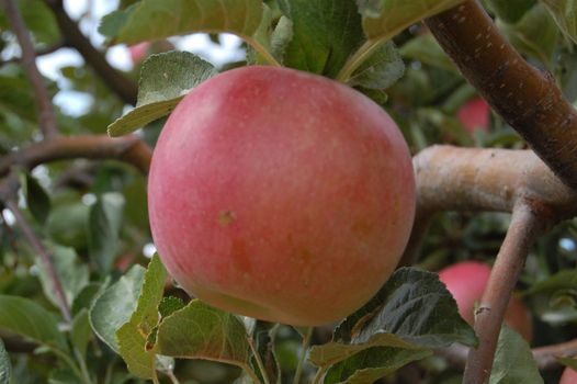 apple , idared