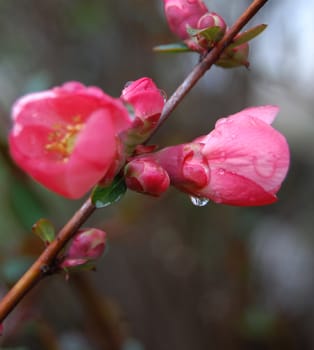 pink blossom