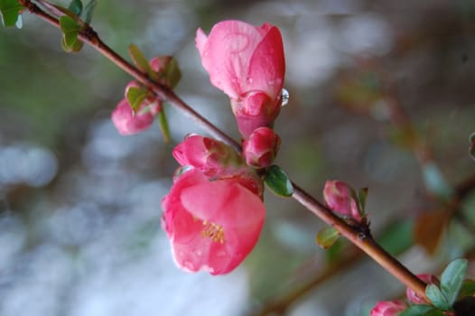 pink blossom