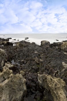 seaweed caught upon many rock formations on the beach in ballybunion county kerry ireland