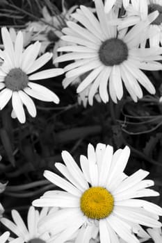 Wild daisies in the irish countryside in black and white with the exception of one daisy