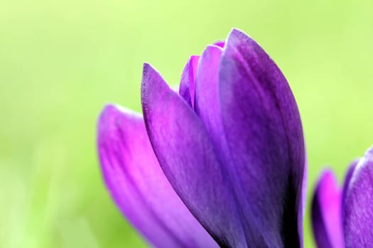 spring crocus flowers