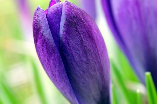 spring crocus flowers