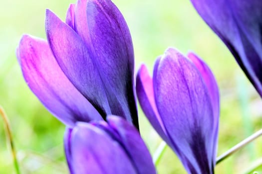 spring crocus flowers