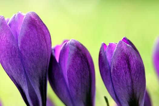 spring crocus flowers