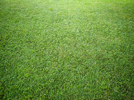 Perspective of grass on ground in garden
