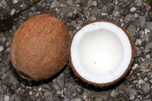 coconuts