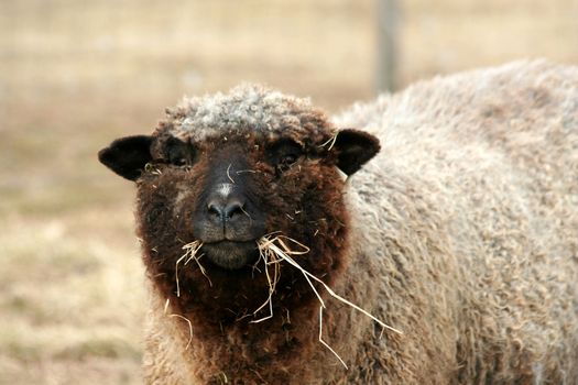 A Sheep grazing in a field