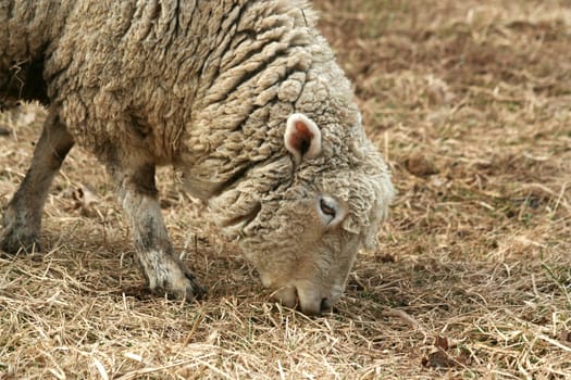 A Sheep grazing in a field