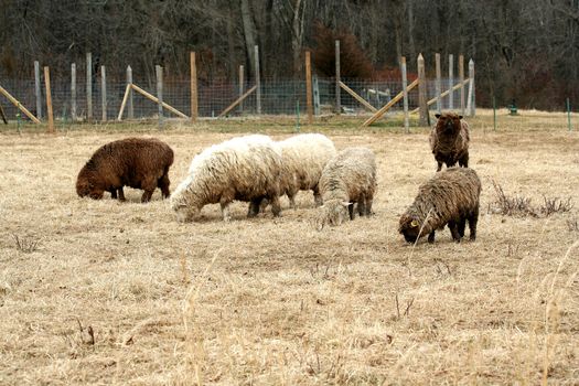 A Sheep grazing in a field