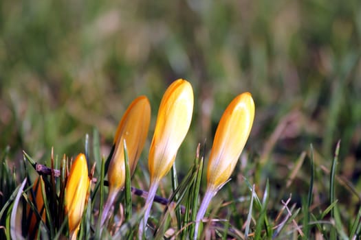 yellow spring flowers