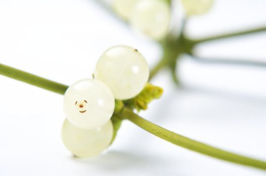 Close up (macro) shot of mistletoe berries growing on stems.  Landscape (horizontal) orientation.