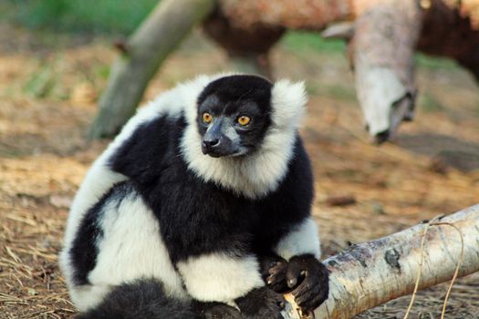 lemur