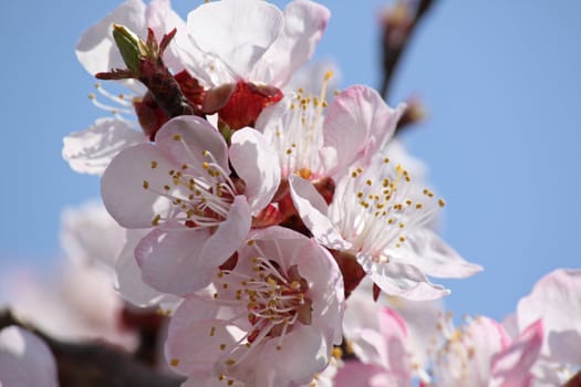 close up of apricot tree blossom over blue sky